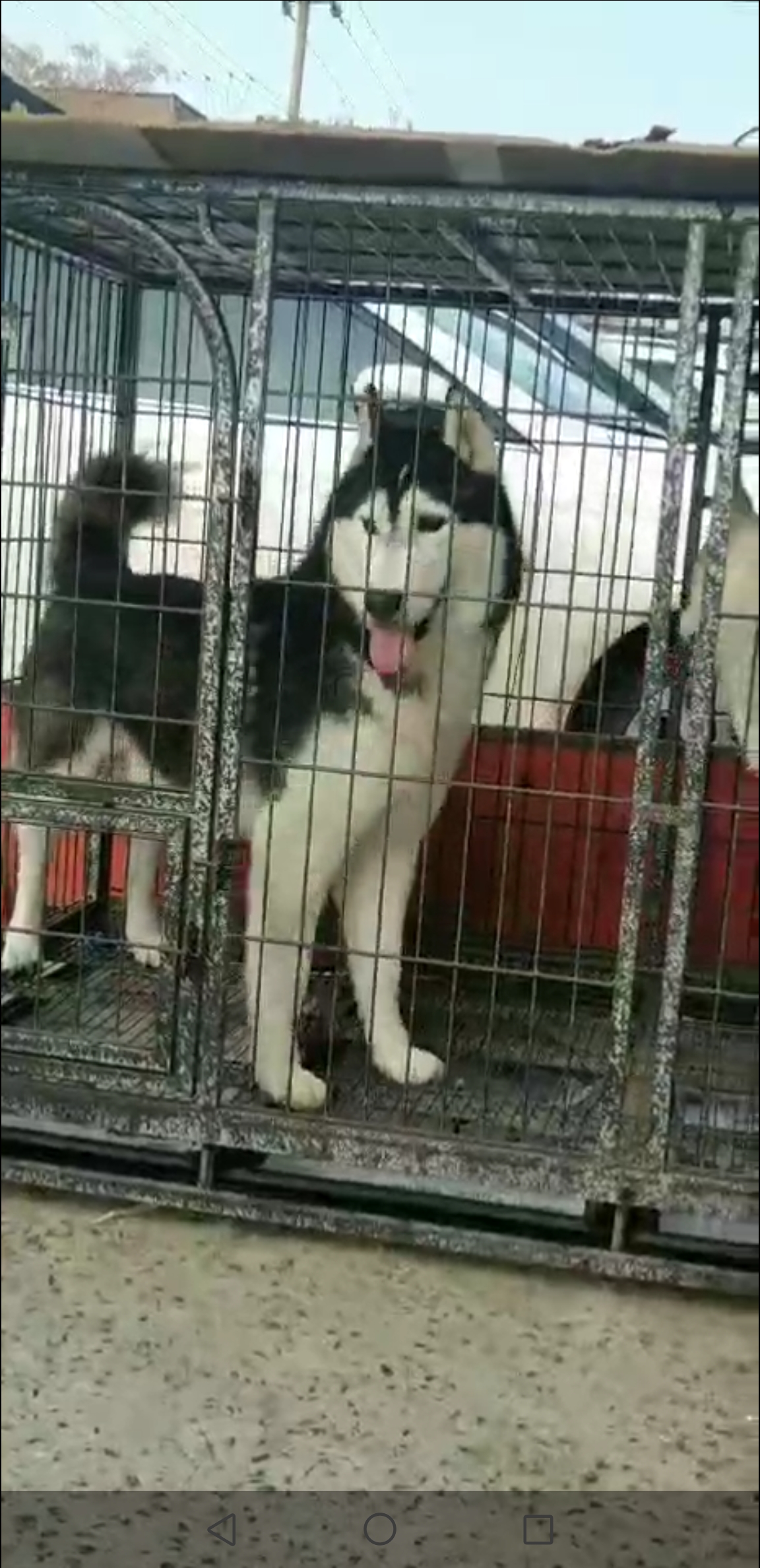双血统哈士奇